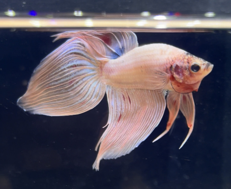 betta274