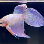 betta275