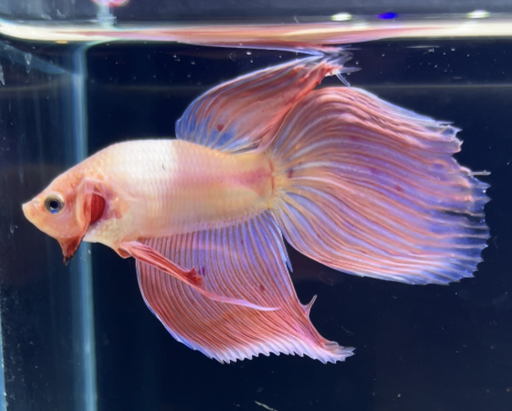betta272