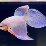 betta275