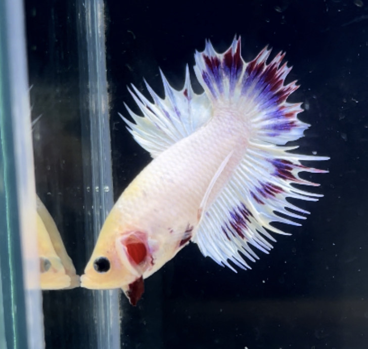 betta277