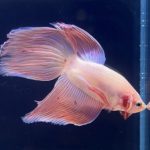 betta272