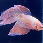 betta272