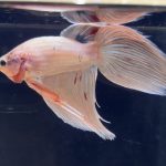 betta274