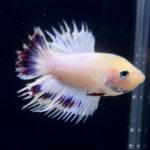 betta277