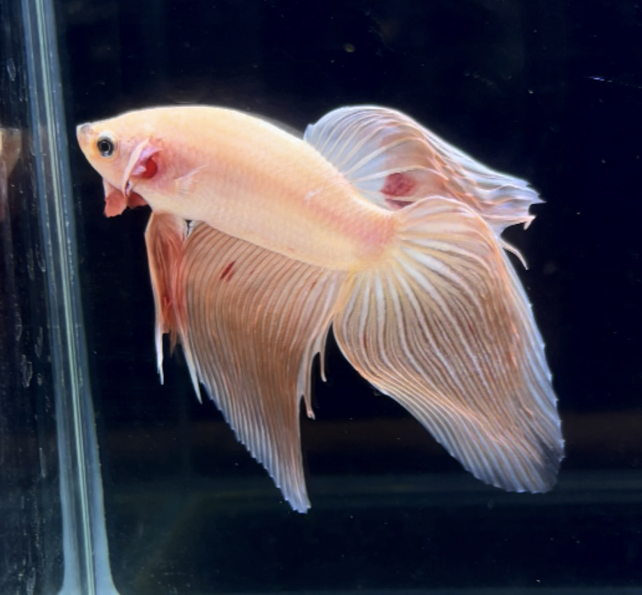 betta276