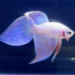 betta275
