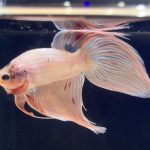 betta274