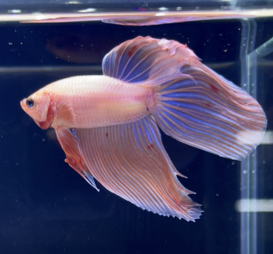 betta273