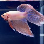 betta273