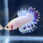 betta277