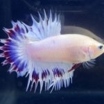 betta277