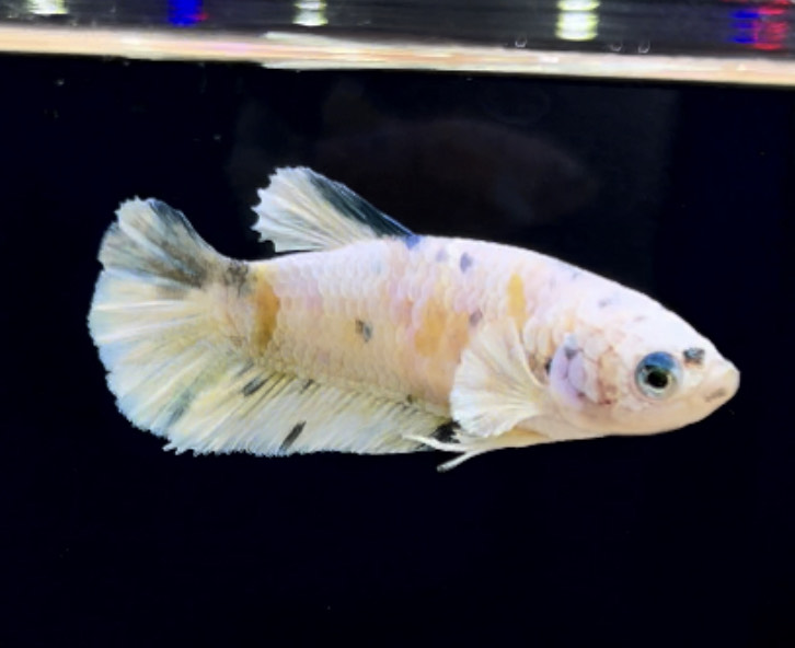 betta296
