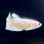 betta296