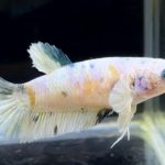 betta296