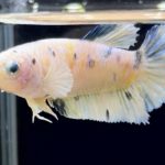 betta296
