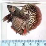 betta304