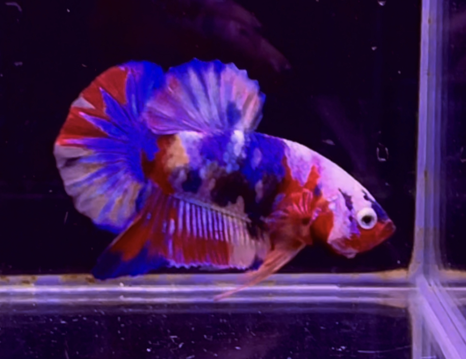 betta318