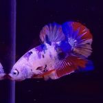 betta318