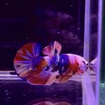 betta318