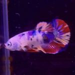 betta318