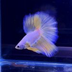 betta321