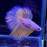 betta321
