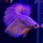betta321