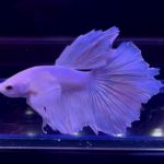 betta323