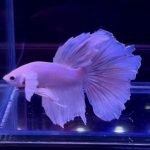 betta323