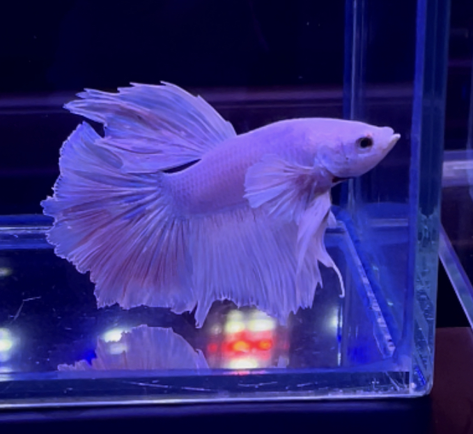 betta323