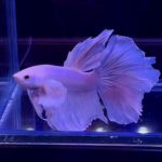betta323