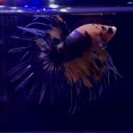 betta325