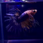 betta325