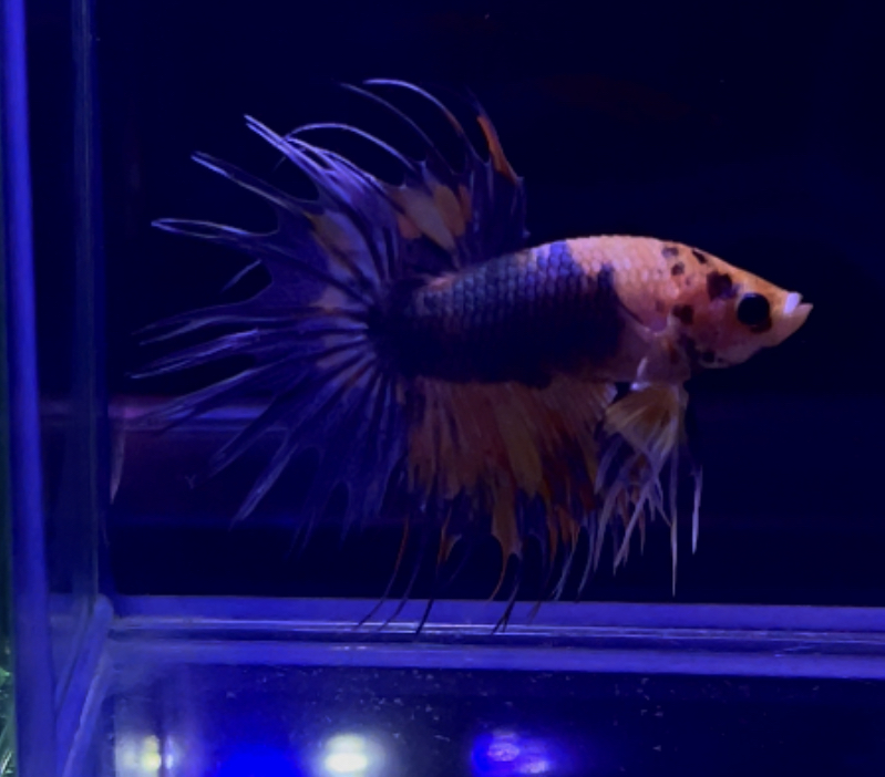 betta325
