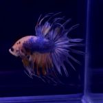 betta325