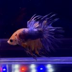 betta325