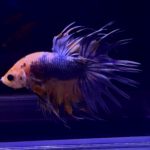betta325