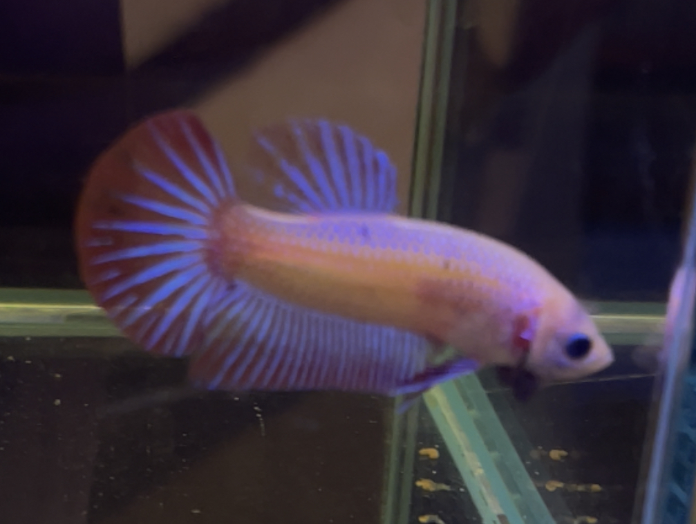 betta327