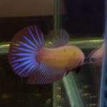 betta327