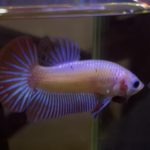 betta327