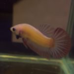 betta327