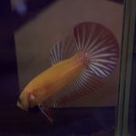 betta327