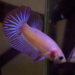 betta327