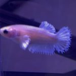 betta328