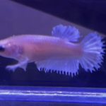 betta328
