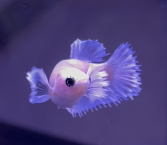betta328