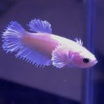 betta328