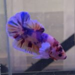 betta331