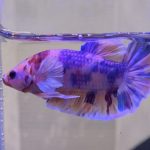 betta331